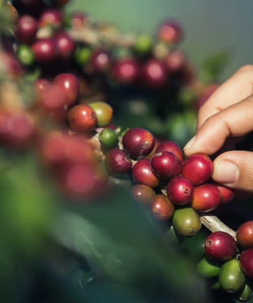 Hands that are picking coffee beans from the coffee tree