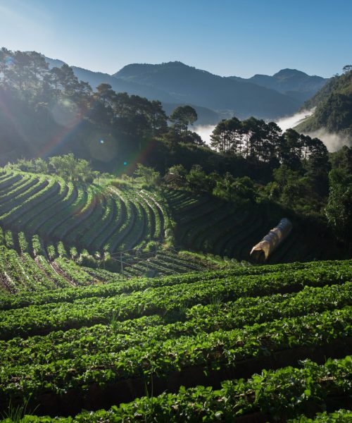 Strawberry Farm field on mountain